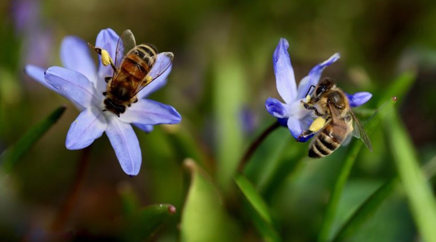 Samen aan de slag voor meer bijen en biodiversiteit