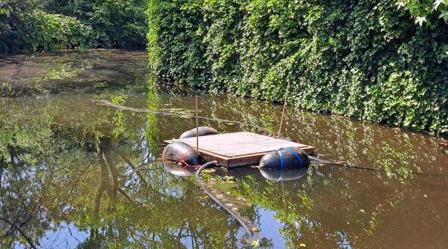 Gouda opent all-you-can-eat kreeftenbar voor watervogels