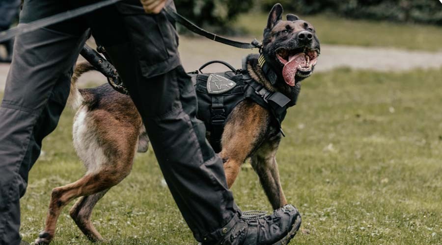Verdachte van straatroven in Barendrecht geeft zich snel over