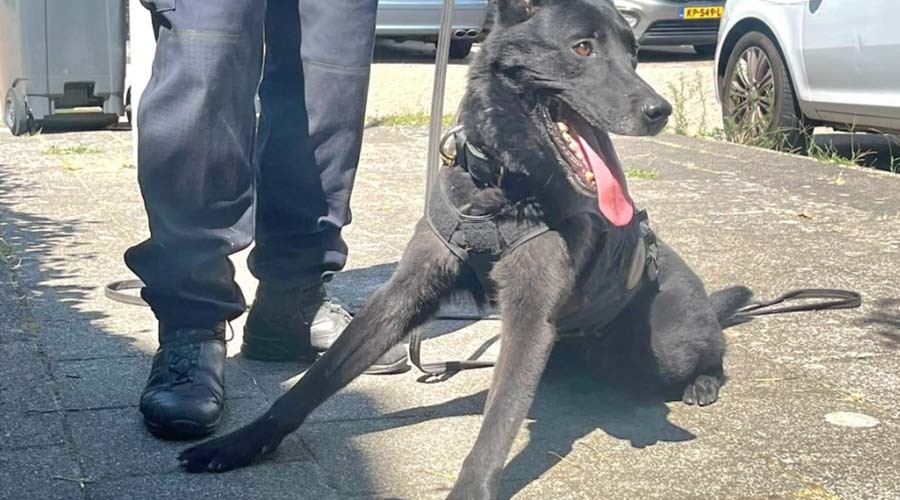 Diensthond Kees vindt drugs in heg in Barendrecht