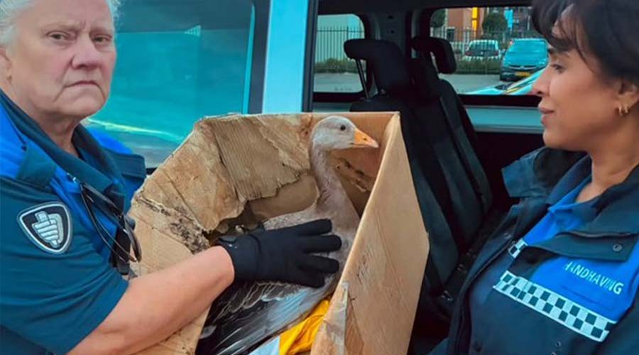 Jonge gans gered door Barendrechtse handhavers