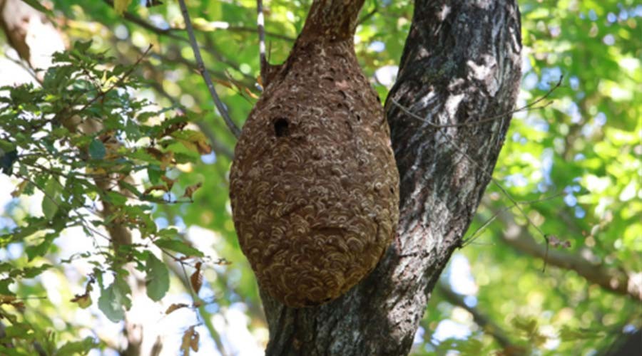 Aziatische hoornaar: herkennen en melden