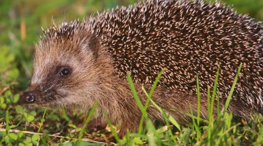Egel is icoonsoort van de maand; het meest in Plaswijck en Bloemendaal