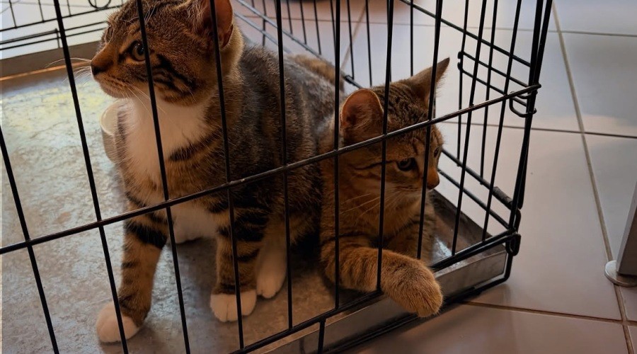 Weer kittens op straat gedumpt, nu in stadsdeel Loosduinen