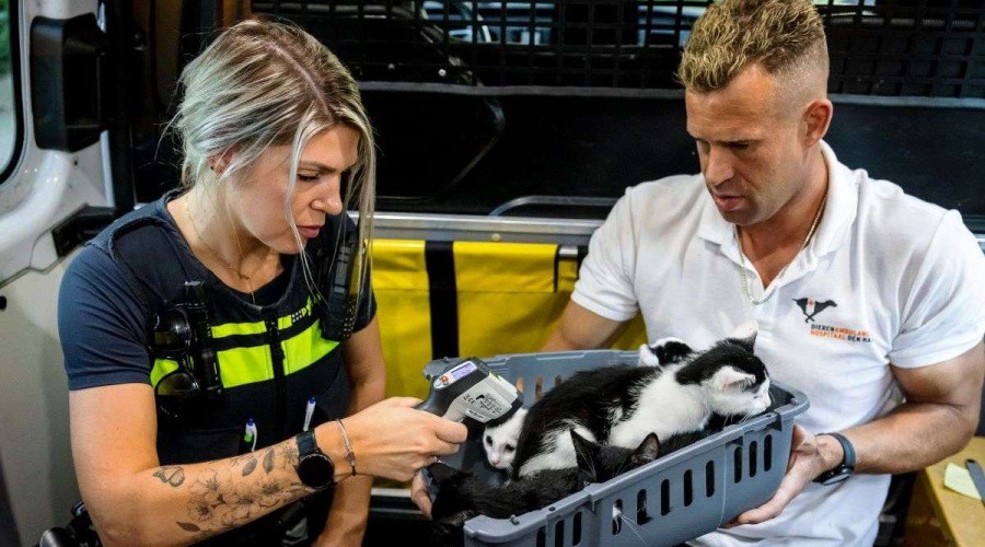 Vijf kittens gered na dumping bij afvalcontainers Loevesteinlaan