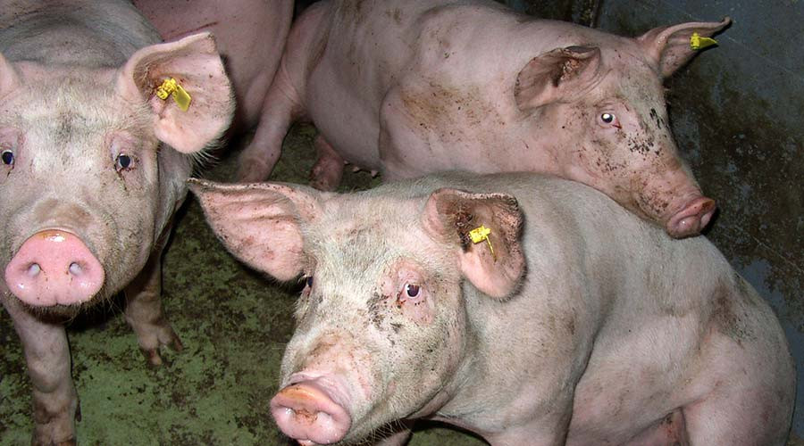 Demonstratie in Gouda tegen Compaxo ‘een bedrijf met twee gezichten’