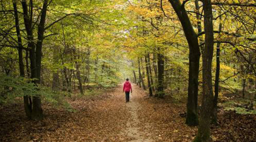 Eikels en beukennootjes op Veluwe vallen dit jaar heel vroeg