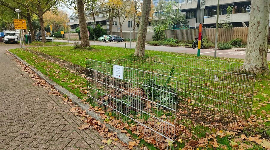 Bladkorven staan er weer in Gouda. Let op: niet voor snoeiafval
