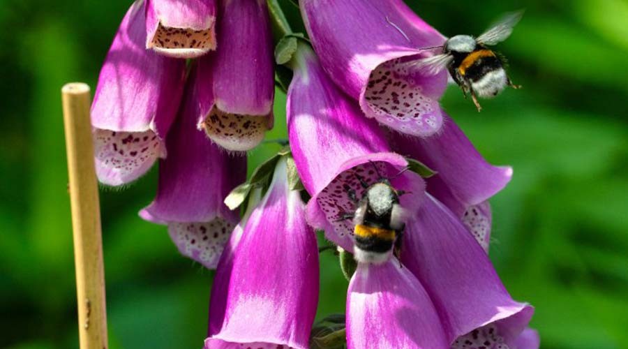 Lukas Groen geeft in Gouda lezing over bijen, hun omgeving en de mens