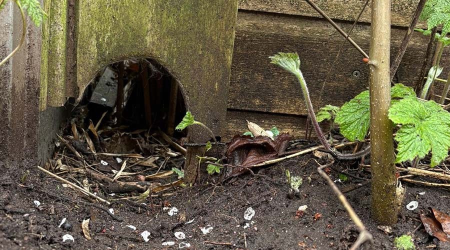 Help de egel in Gouda weer op kracht te komen na de winterperiode