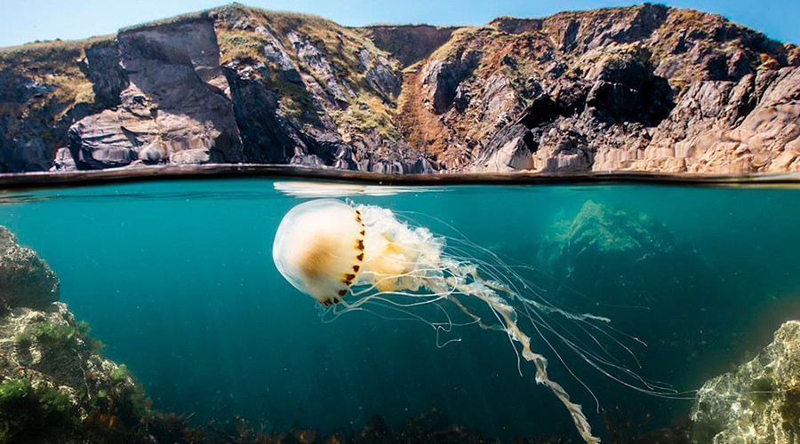 Klimaatweek Gouda met David Attenboroughs’ Ocean