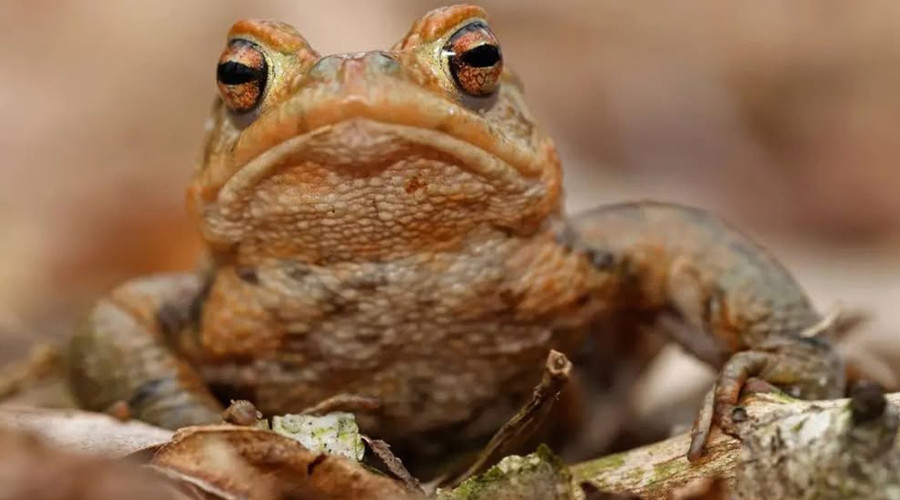 De paddentrek is ook in Gouda begonnen