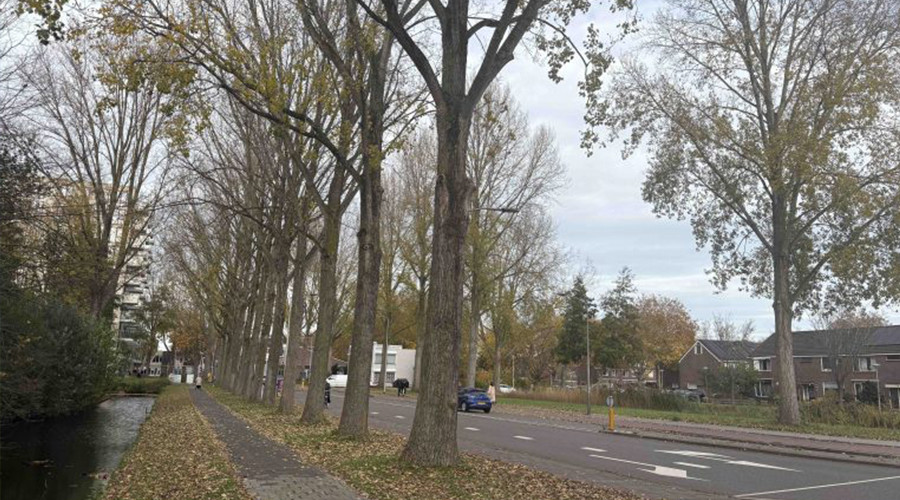 Onveilige populieren worden in Gouda verwijderd