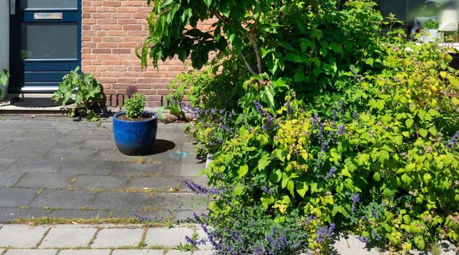 Steen eruit, plantje erin…beestje erbij. Ook in Gouda