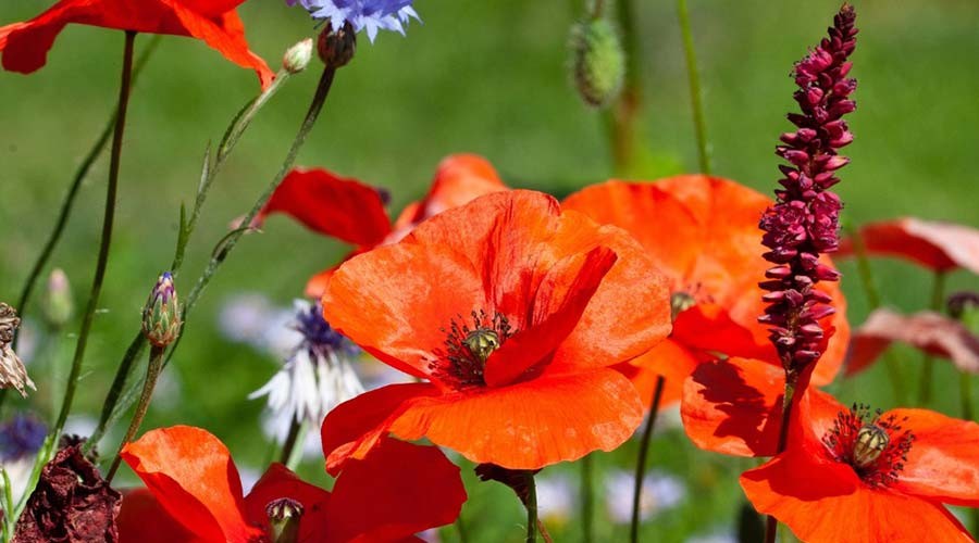 Gratis tuinadvies voor een groene tuin in Gouda