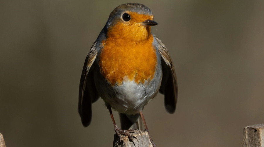 Tel jij in Gouda mee tijdens de Nationale Tuinvogeltelling?