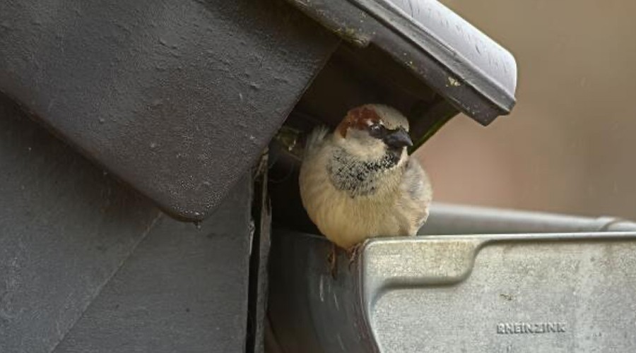 Natuurinclusief bouwen nieuwe norm bij grote bouwprojecten in Gouda