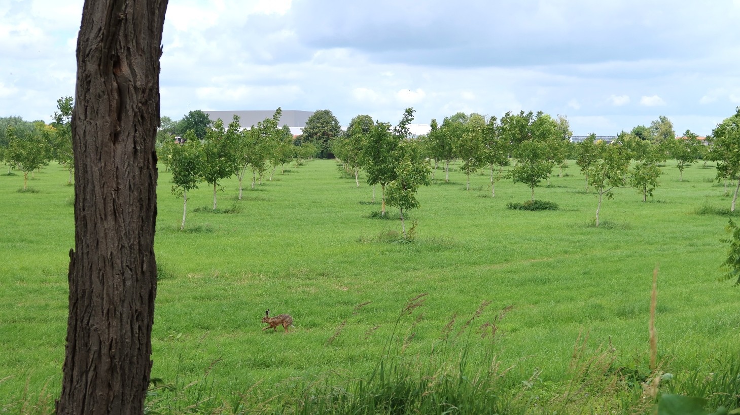 Voorlopig geen woningbouw in boomgaard Rijsoord
