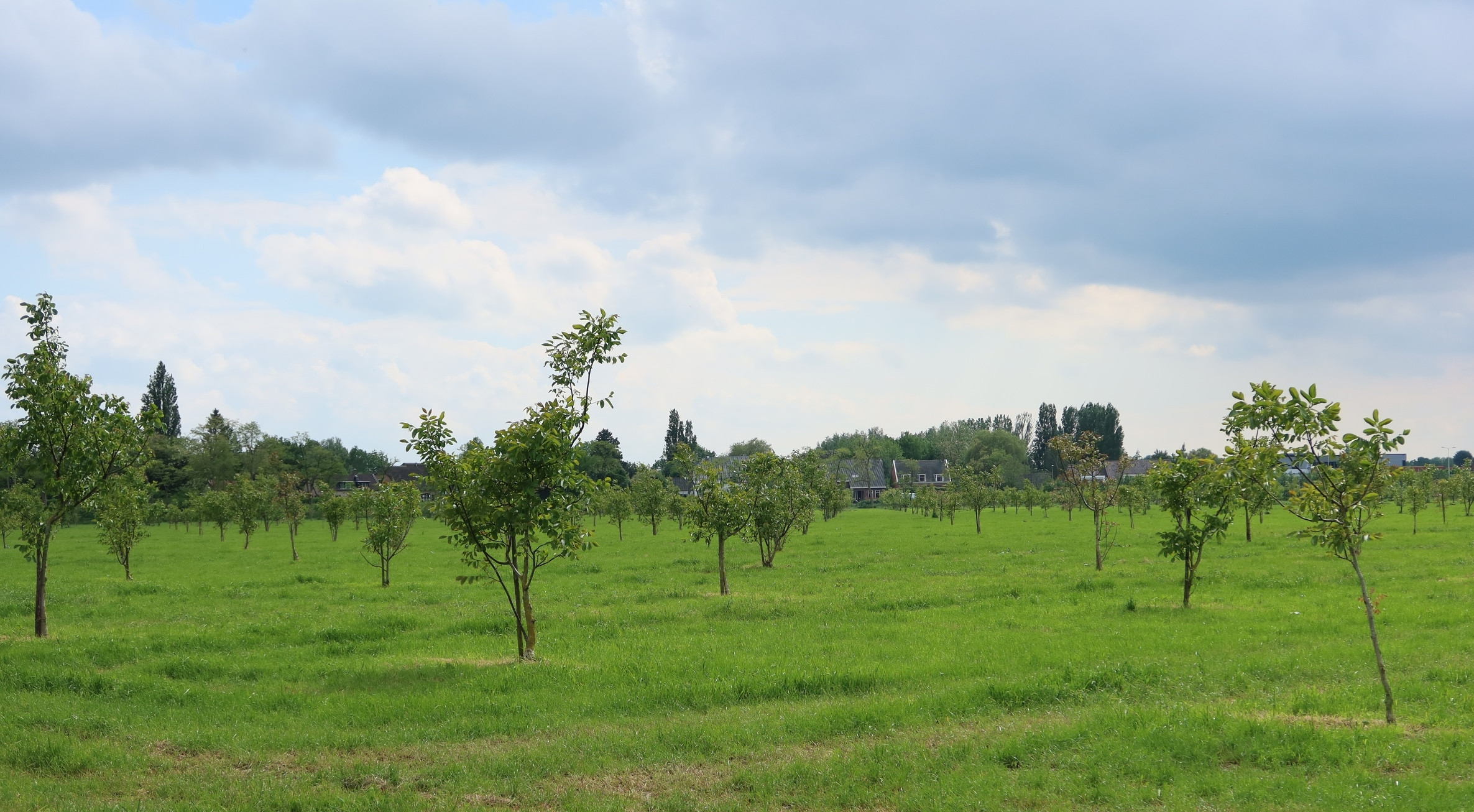 B&W Ridderkerk vindt behoud boomgaard Rijsoord niet realistisch