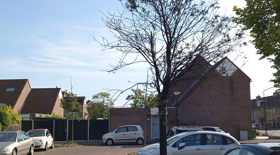 mainImage