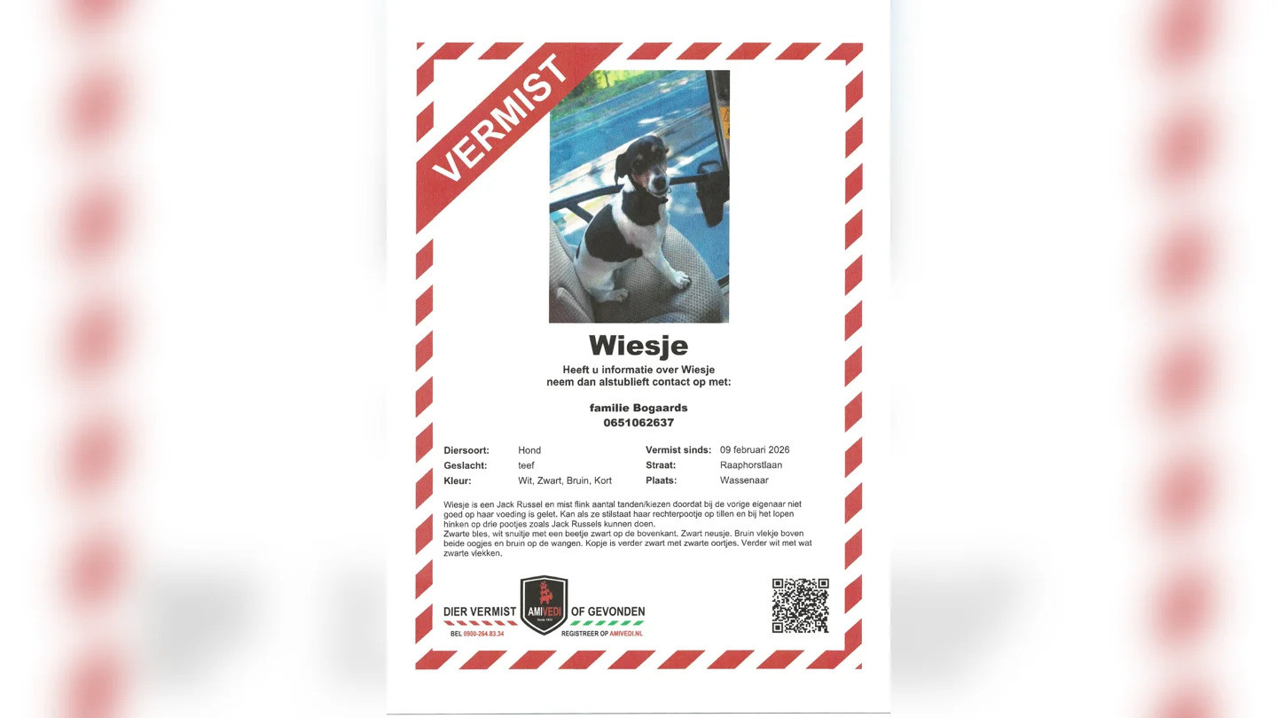 Vermist hondje Wiesje uit Wassenaar gezien in Oud Rijswijk