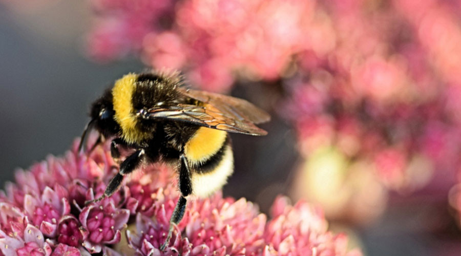 South Holland bees get more space from the province