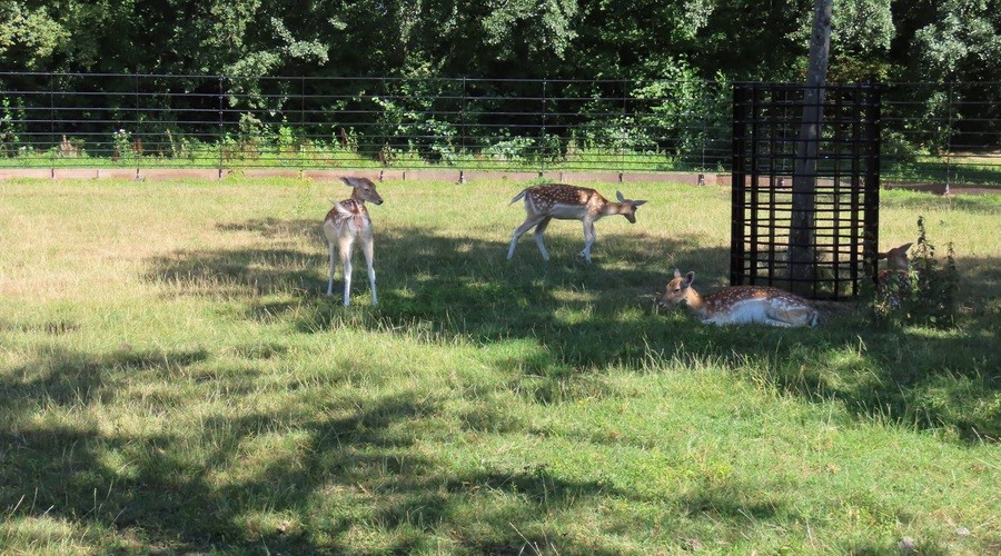 Vier herten mogen blijven in Park Vreugd en Rust in Voorburg
