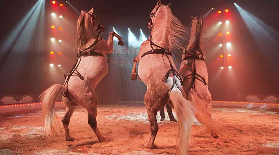 Ridderkerks | Aangifte circus voor laten ontsnappen dieren