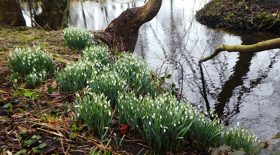 Jongeren verspreiden wintergroet in Bolnes