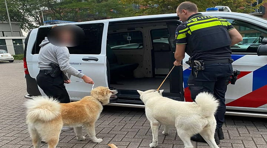 Zoetermeers Dagblad | Zoetermeerse Politie Vangt Ontsnapte Honden