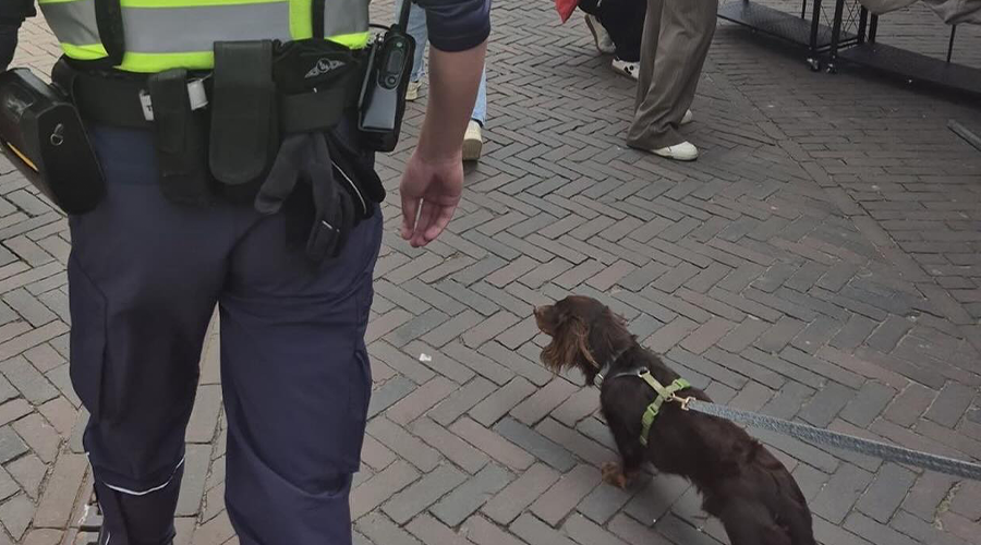 Nederlandse Dag van de Teckel plaats in Dorpsstraat in Zoetermeer